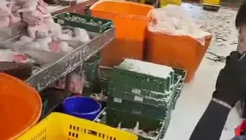 影/6度C還沒來！環南市場「下雪了」水管故障噴白沫　雞肉攤商超想哭