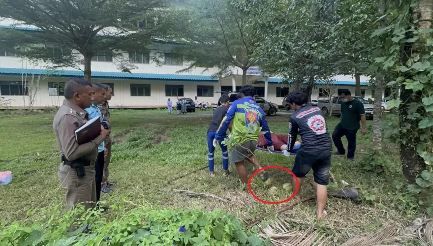 影/尼姑摘椰子做齋飯衰遭「掉落椰子爆頭」　後腦杓凹陷倒地不治亡