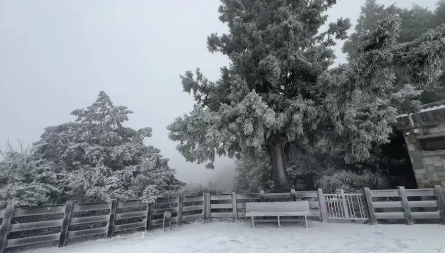 快訊/賞雪囉！太平山管制站前塞滿賞雪人潮　白雪靄靄遊客嗨翻