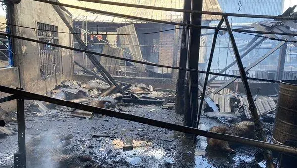 彰化畜牧場員工宿舍失火！　10頭豬嗆死全成「烤乳豬」