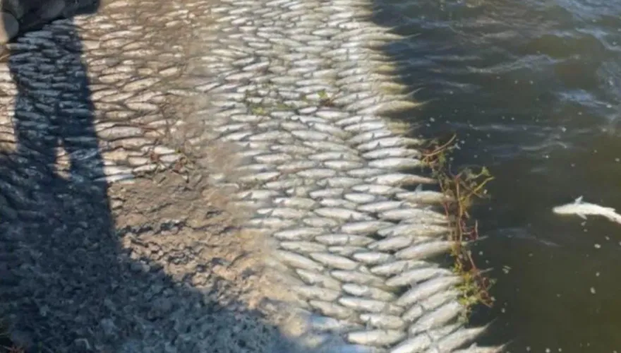 冷死！雲林台西1萬斤虱目魚暴斃「水面全是魚屍」　漁民邊撈「心淌血」