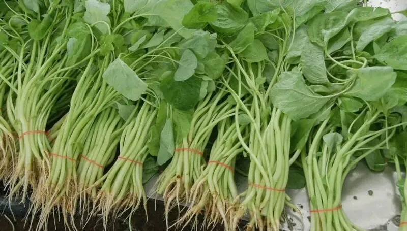 「長壽菜」莧菜5大好處公開！補鈣又補鐵「2類人」吃要小心