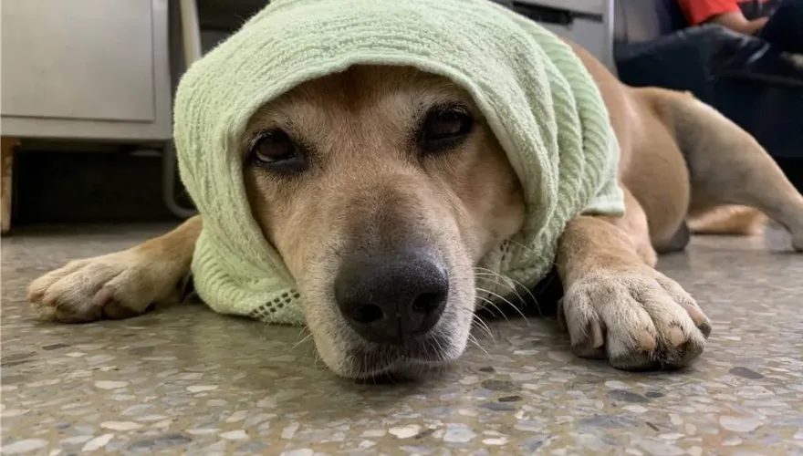感謝陪伴14年！保四忠犬「小黃」不敵病魔離世　員警集資淚別