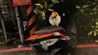機車違停紅線遭開紅單　他見「超萌一幕」：覺得無所謂了