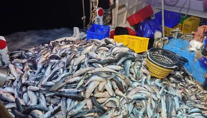 影/大豐收！彰化漁民捕獲1.1萬尾烏魚　單趟進帳逾300萬