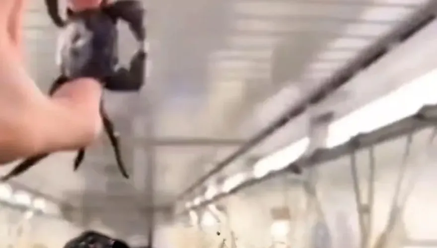 影/不想變晚餐？婦人帶螃蟹搭火車牠衝出塑膠袋「逃生」　乘客幫抓笑翻
