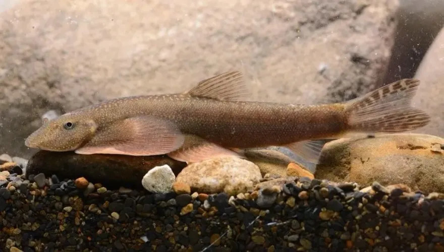 台灣首見特有種淡水魚「玉山間爬岩鰍」　玉管處籲：登山勿隨意干擾