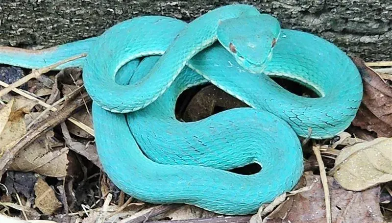 影/赤尾阿凡達？3度巧遇「Tiffany藍青竹絲」卻變胖了　網：夢幻之蛇