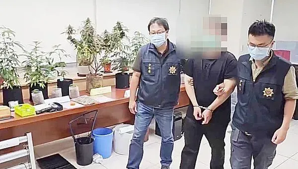 影/自學栽種飄香「國王果汁」！警破獲大麻罕見新品種