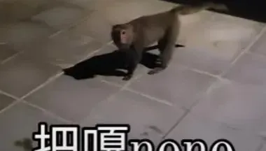 影/獼猴圍攻搶包！高雄女大生崩潰尖叫「把嘎nono」　80秒影片曝光