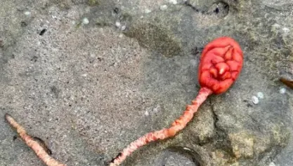 外星來的生物？澳海灘詭見「鮮血色腦狀物」　網友解答了