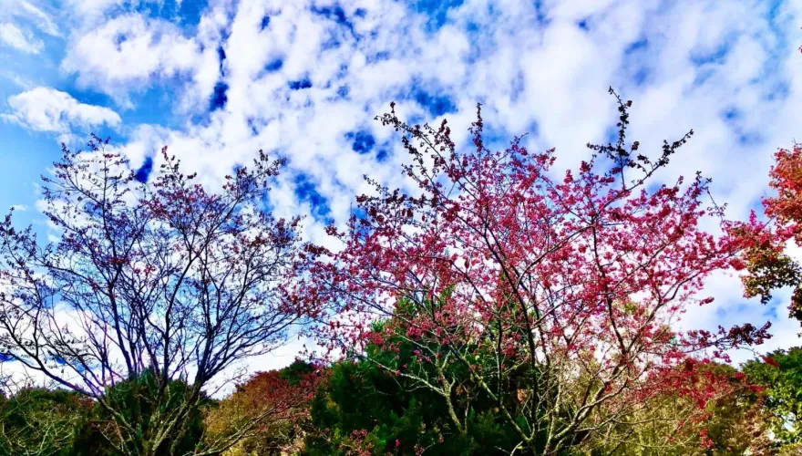 投完票放鬆一下！上山投櫻花一票　大雪山美麗櫻花提前綻放