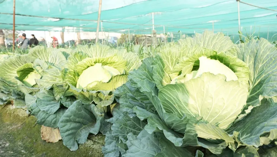 影/被「放大燈」照到？雲林菜農種出巨無霸高麗菜　每顆500元逾20台斤