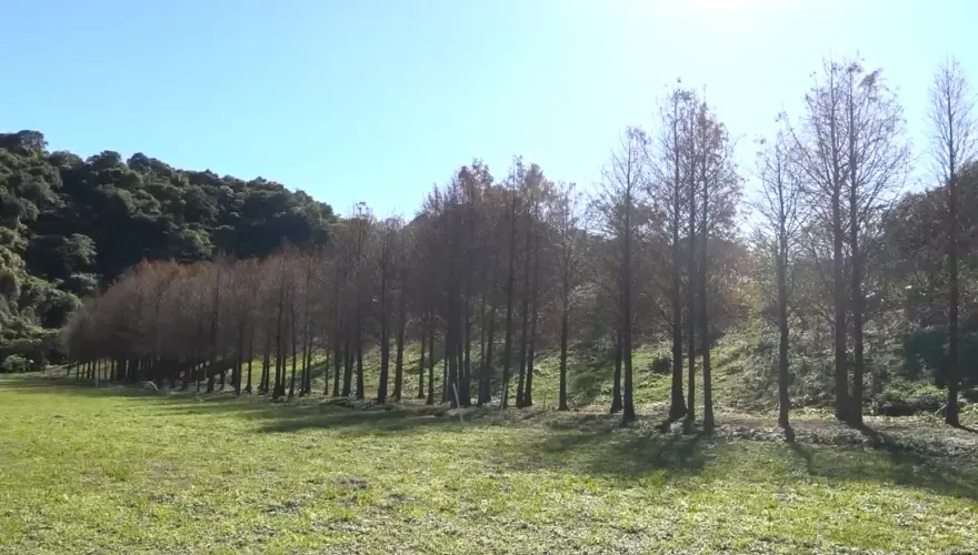 復育成功！基隆垃圾山變仙境　250棵落羽松紅橘色美翻天