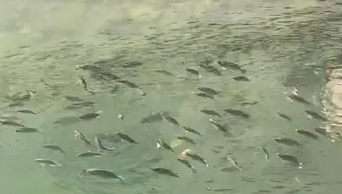 影/地震前兆？日月潭台灣鯛「集體水面抬頭」奇景　縣府：下面太冷了