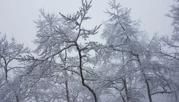 追雪族注意！4類人恐遭「雙急症」夾擊　專家示警：合歡山比玉山危險