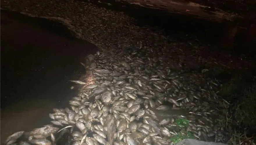 觀音大堀溪逾萬魚屍漂浮！科慕管線破裂釋毒　桃市府重罰600萬
