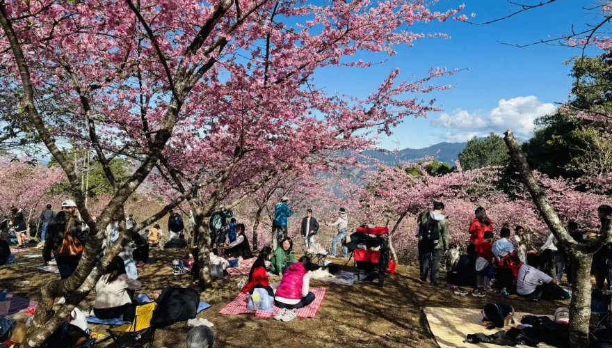 影/高雄桃源櫻花季攜「原」味市集熱鬧登場　花瓣雨野餐超chill