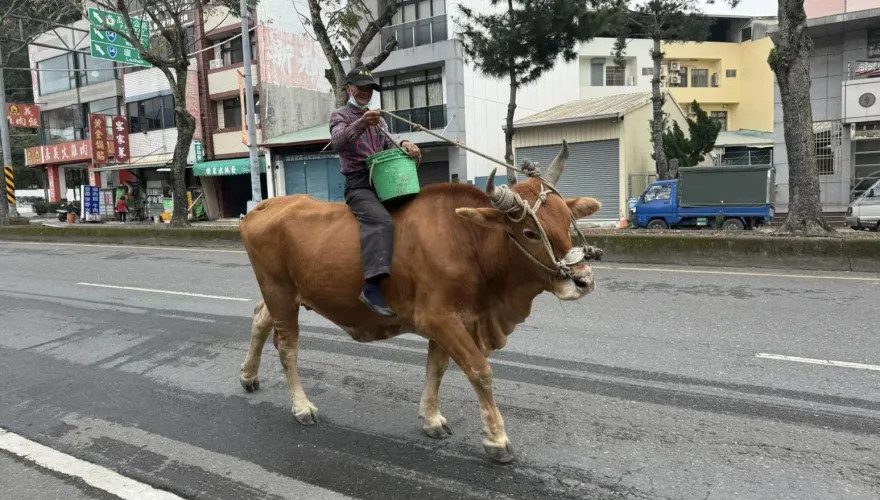 影/埔里甘蔗阿北「大街上騎牛」　在地人曝：超有名