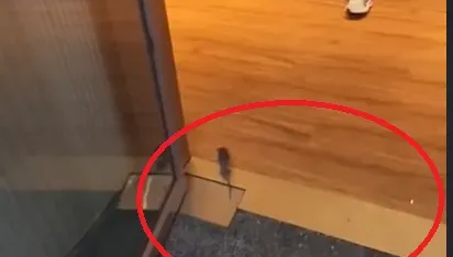 影/難道是料理鼠王？小老鼠大步走進「超甲組」　店員見狀慌了：ㄟ！