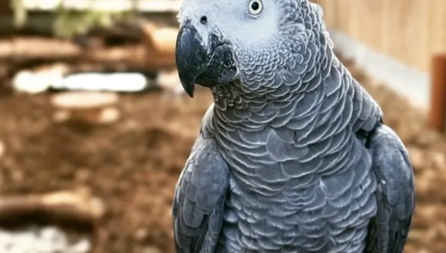 英國5隻鸚鵡愛罵髒話還教壞同伴　動物園出動92隻鸚鵡用「鳥海戰術」感化
