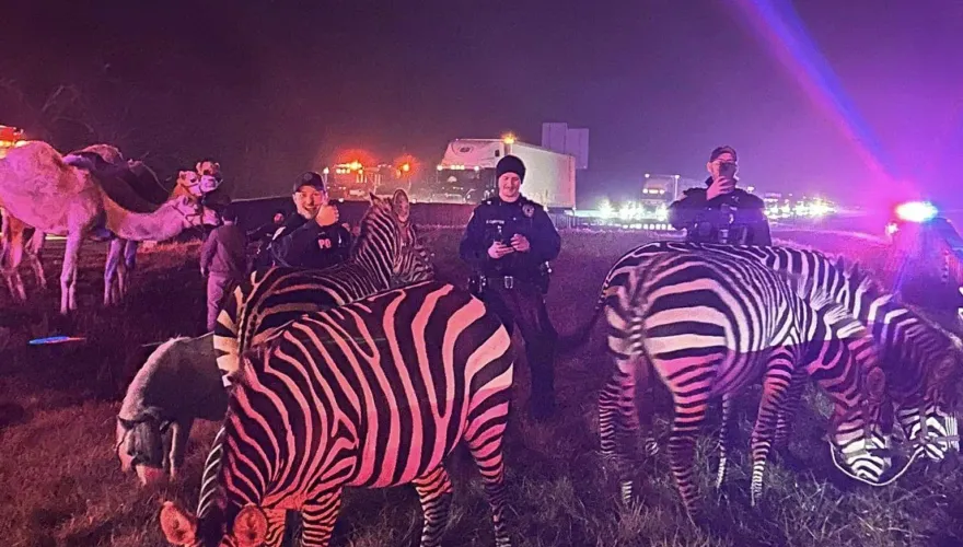 真實版馬達加斯加！馬戲團卡車起火　駱駝、斑馬逃脫公路上亂竄