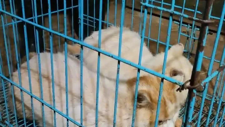 動物園為捉老鼠讓「猴貓同居」　白貓疑遭猴群欺凌…園方挨轟急移出2貓