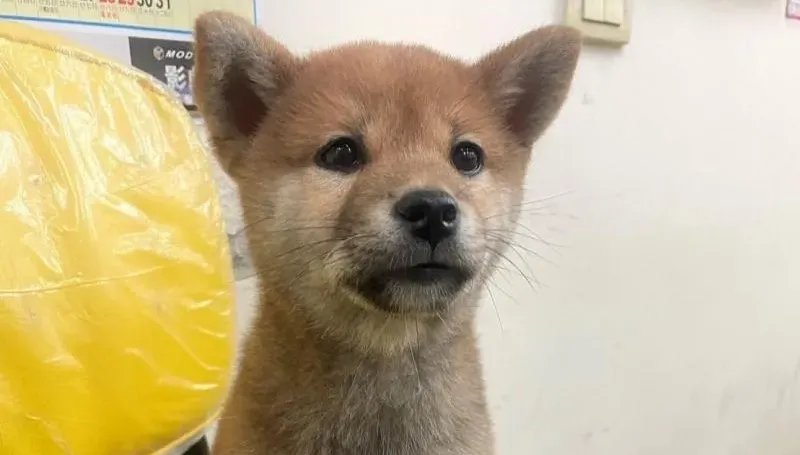 發「柴」啦！彩券行柴犬連汪9聲　新北男刮刮樂爽中100萬