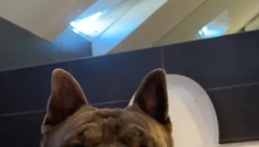 影/忠誠守護者！飼主洗澡時汪星人總「躲浴缸旁直直盯」　超暖心原因曝光