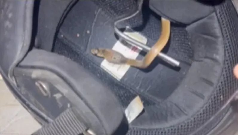 好溫暖？安全帽內襯鑽出一條眼鏡蛇嚇壞男子　網驚：以後記得檢查