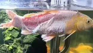 影／黃金錦鯉「越獄變烤魚」放回水缸驚現奇蹟！網：遍體鱗傷也要活得漂亮