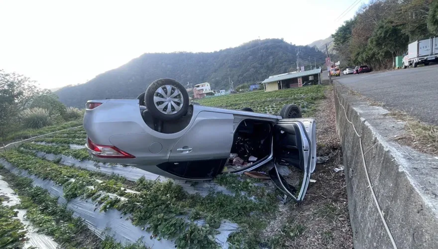 影/聊天太投入！苗栗車「種進」草莓園四腳朝天　駕駛、乘客爬出來