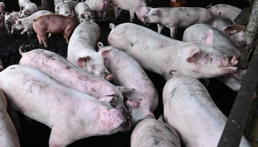 台中市六次皆檢出！台糖瘦肉精豬肉來源從何來？農業部肉品檢驗恐存許多漏洞