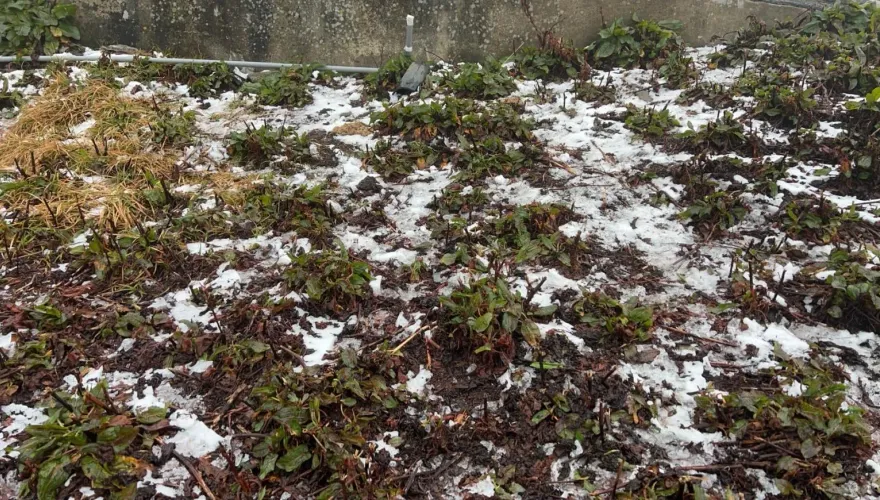 影/合歡山溫度「跌破0度」！路上雪花點點　遊客上山做好保暖