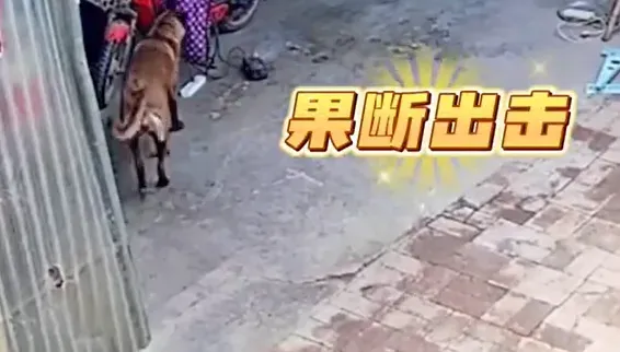 影/汪汪隊立大功！電動單車充電爆火光燃燒　機警犬1舉動成功阻止火災