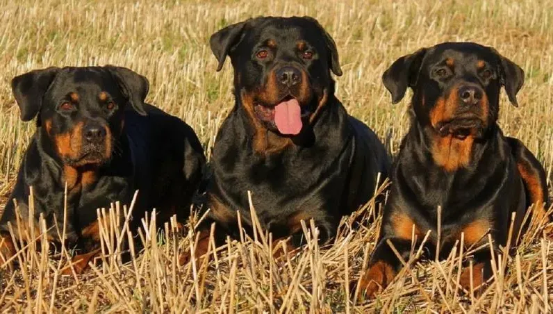 「3大型犬」突衝出撕咬！慢跑男慘死樹林…目擊者：想救但無能為力