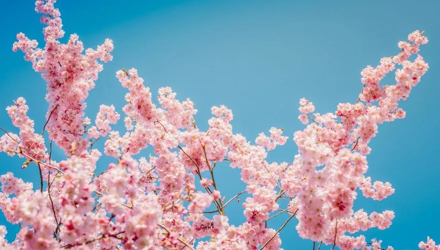 快訂機票！日本「櫻花前線」預測出爐　東京3/23、京都3/24提早開花