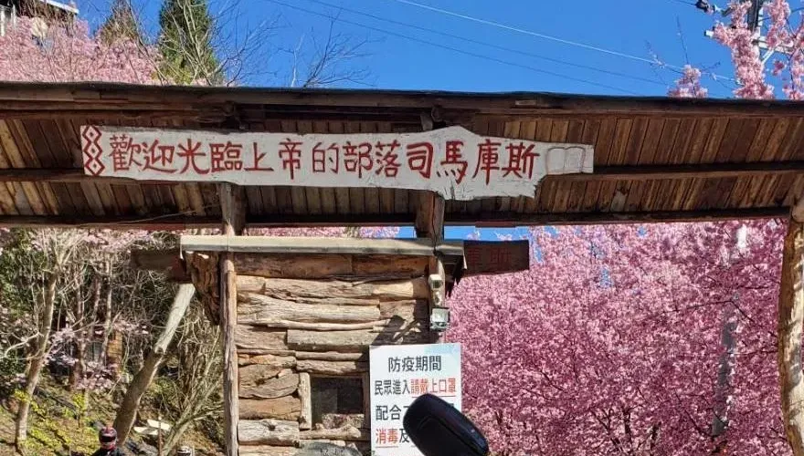 影/司馬庫斯賞櫻趣！上千株粉櫻花海迎客　下週第2波花潮襲來