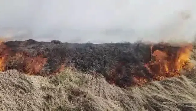 影/雲林土庫9公頃甘蔗園遭祝融！陷火海燒5小時　初判「不排除有人隨手丟菸蒂釀禍」