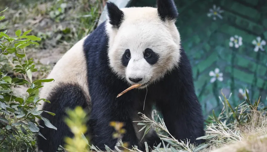 大陸重啟貓熊外交！美聖地牙哥動物園今夏將重獲一對大貓熊