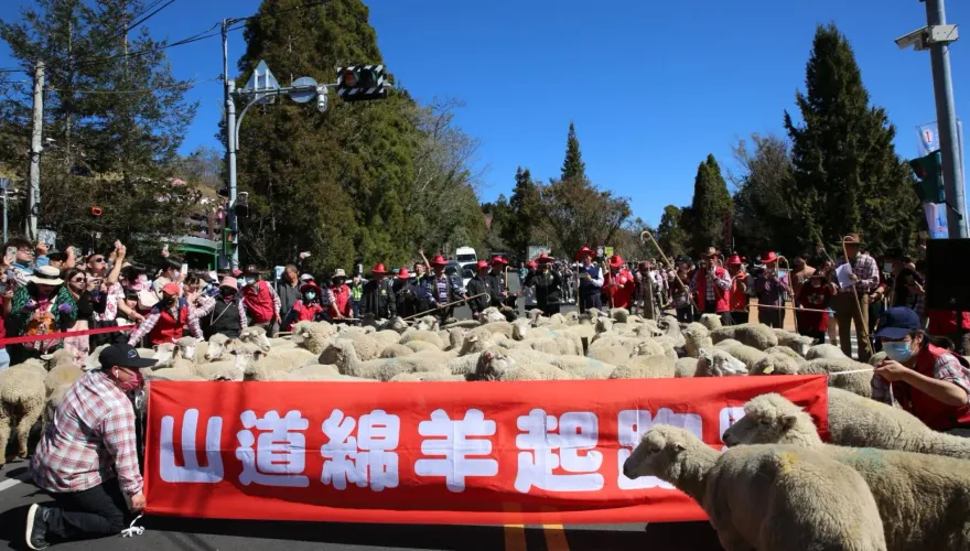 清境農場現113隻「山道綿羊」奔馳台14甲線！　3000民眾邊追邊賞花