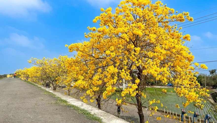 美拍準備！嘉義縣「平地到山上」黃花萬紫　3月沐浴花瓣雪