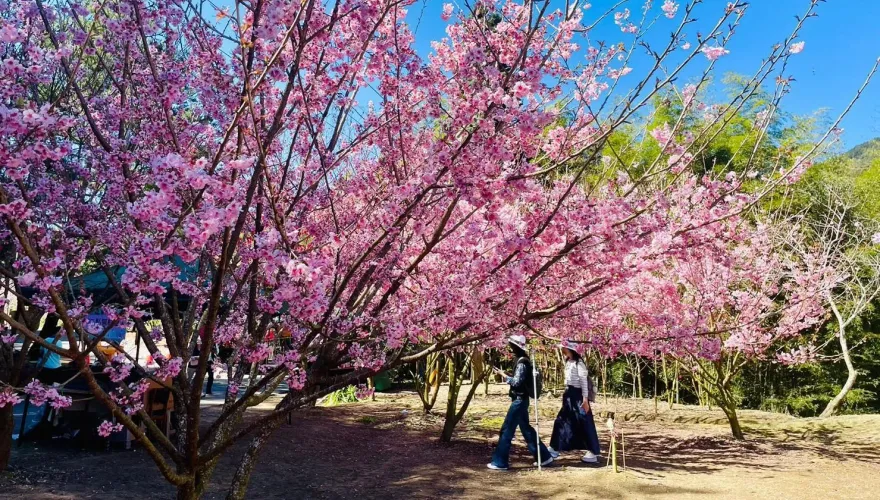 雲林追櫻雪！「石壁美人谷」盛開9成　花期到3/10還有市集逛