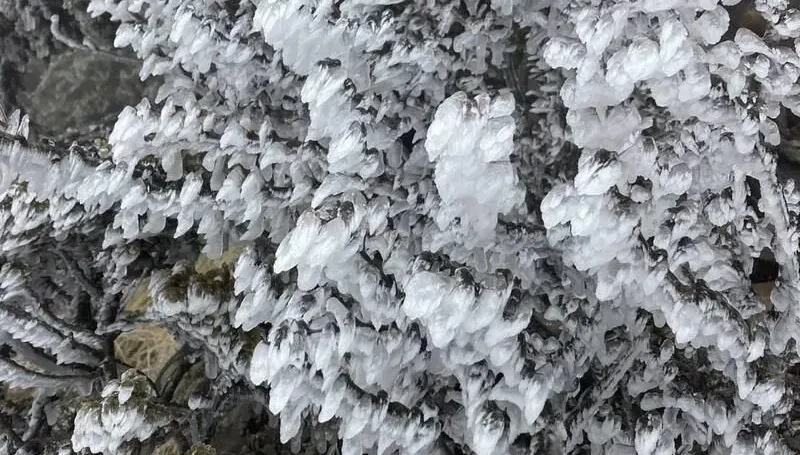 天落冰珠綴玉山！雪白山頭彷彿仙境　超厚霧淞如糖霜裹在樹梢