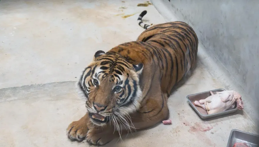 2隻極瀕危母老虎嬌滴滴！法國飛來台北動物園作客　開心吃全雞