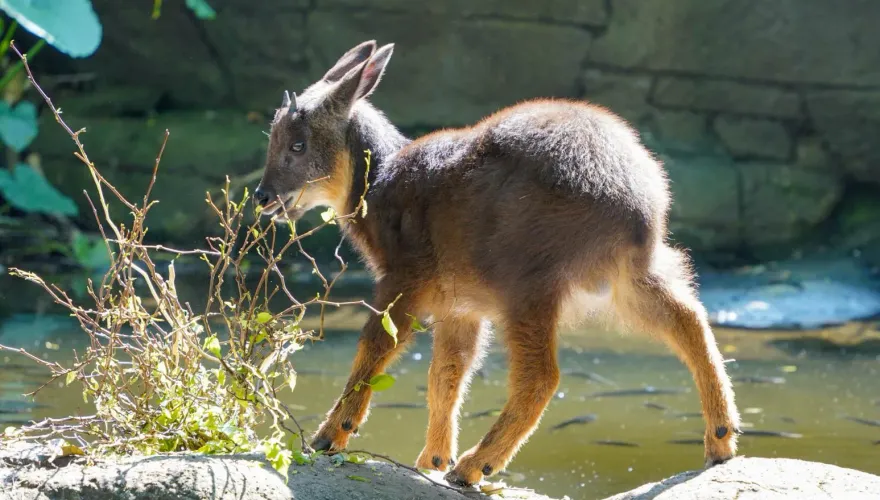 三羊開泰！宜蘭受傷羊寶寶入住台北動物園　3隻羊同框吃播萌翻天