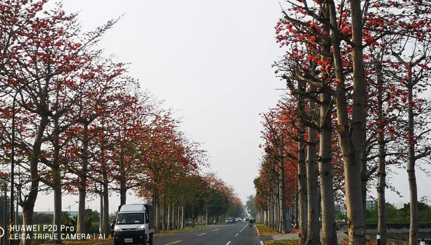 雲林虎尾「木棉花道」剃成光頭！網民兩派論戰　鎮公所回應了