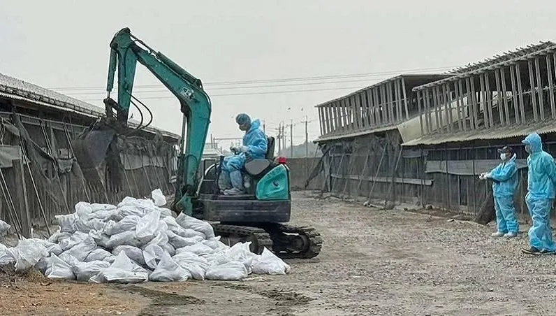 雲林「2禽場」爆禽流感！「1.5萬隻雞鴨」遭撲殺　25禽場列高風險