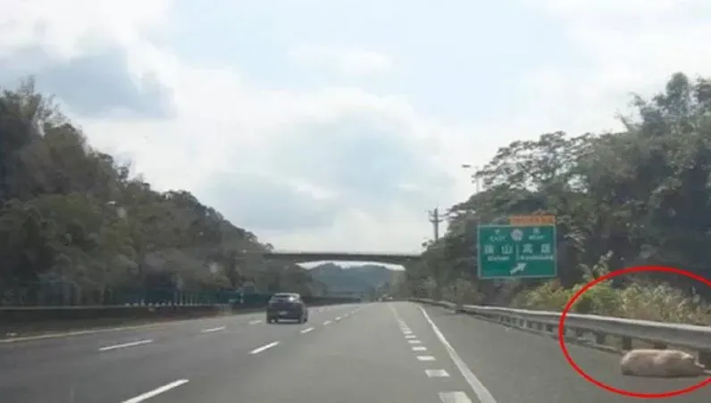 太離譜！國道三號「豬屍」橫躺路肩　駕駛嚇壞險釀車禍