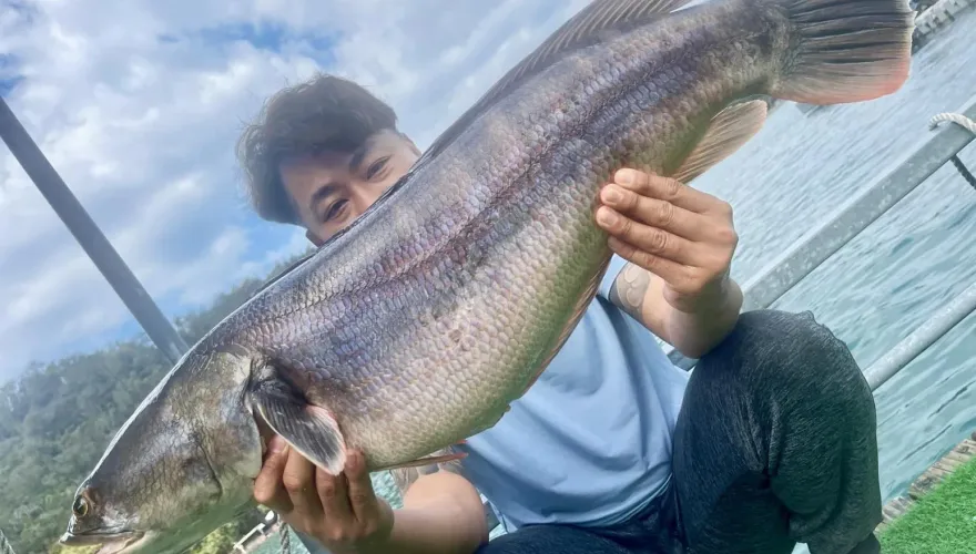 影/「潭中惡霸」貪吃落陷阱！釣客爽釣12台斤「抱卵」胖魚虎　他曝捕獲原因